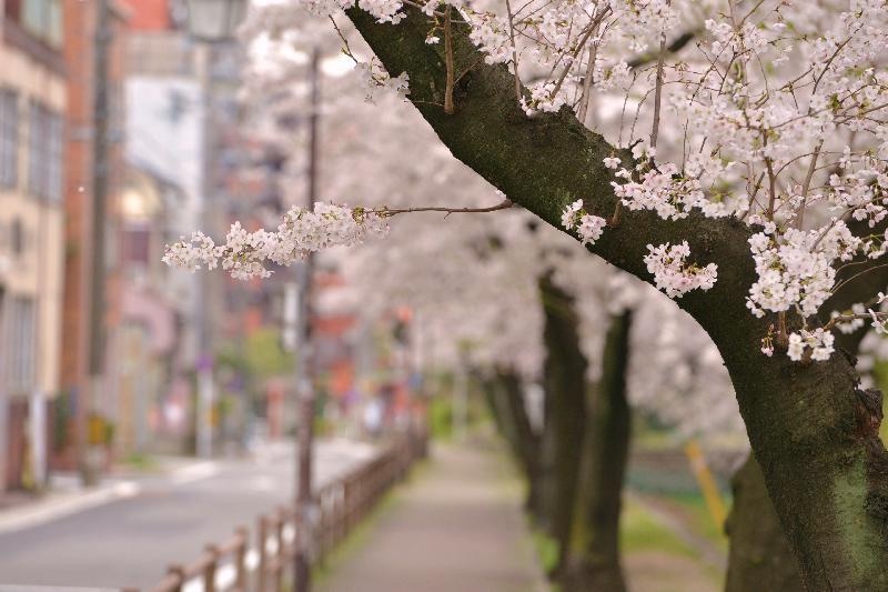 桜並木が続く熱田区の街路