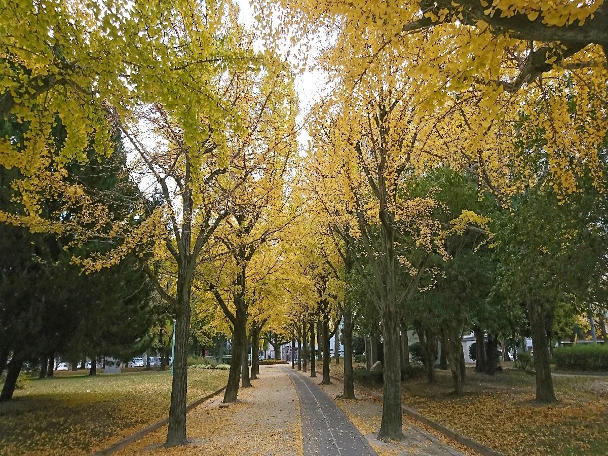 千種区の公園と銀杏並木