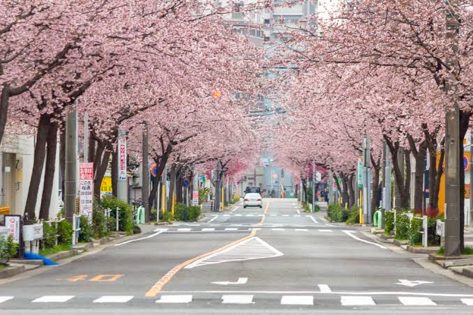 桜並木が続く名古屋市東区の街並み