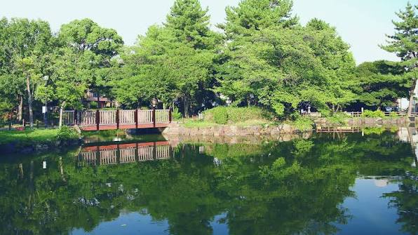 公園の池と緑の景観