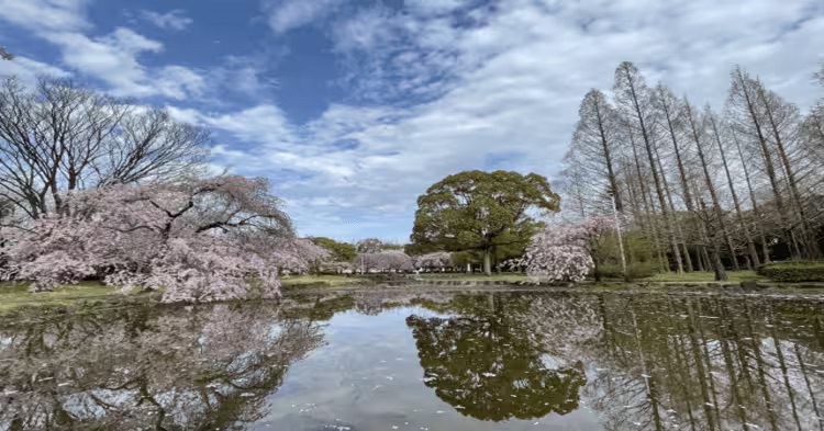 桜が咲く名古屋市南区の公園