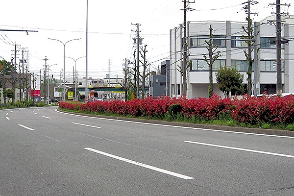 街路樹が続く名古屋市南区の道路