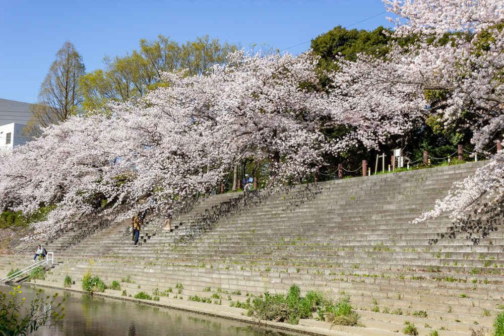 桜が咲く山崎川沿いの風景