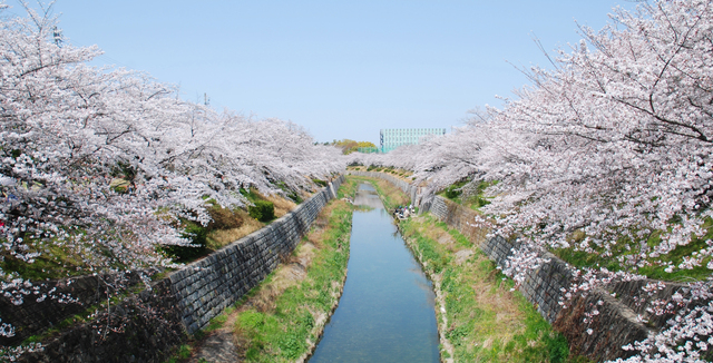 桜並木が続く山崎川