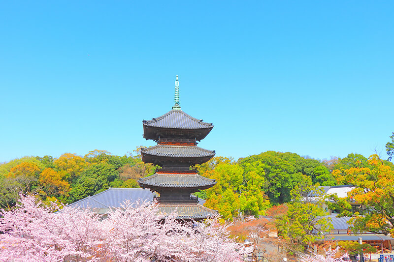 興正寺の五重塔と桜