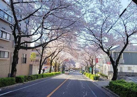 名古屋市天白区の桜並木