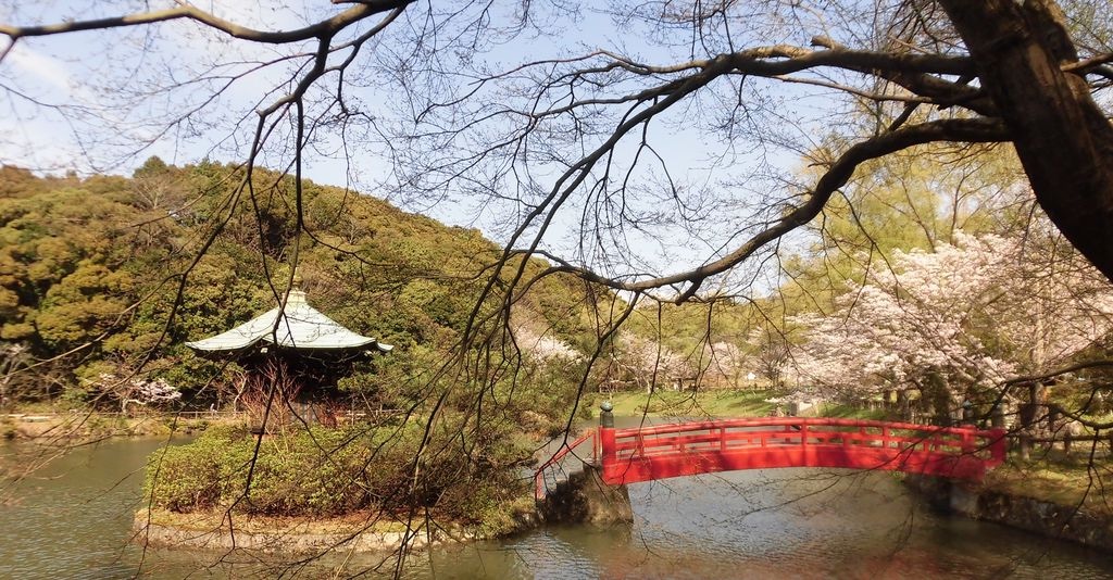 岩屋堂公園の桜と赤い橋