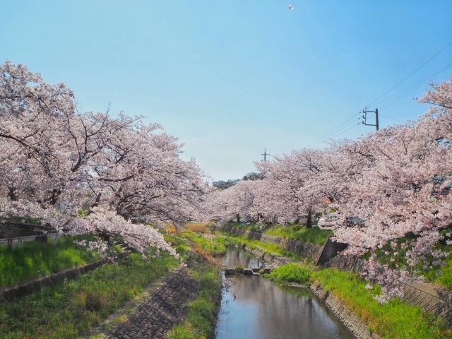 桜が咲く瀬戸川