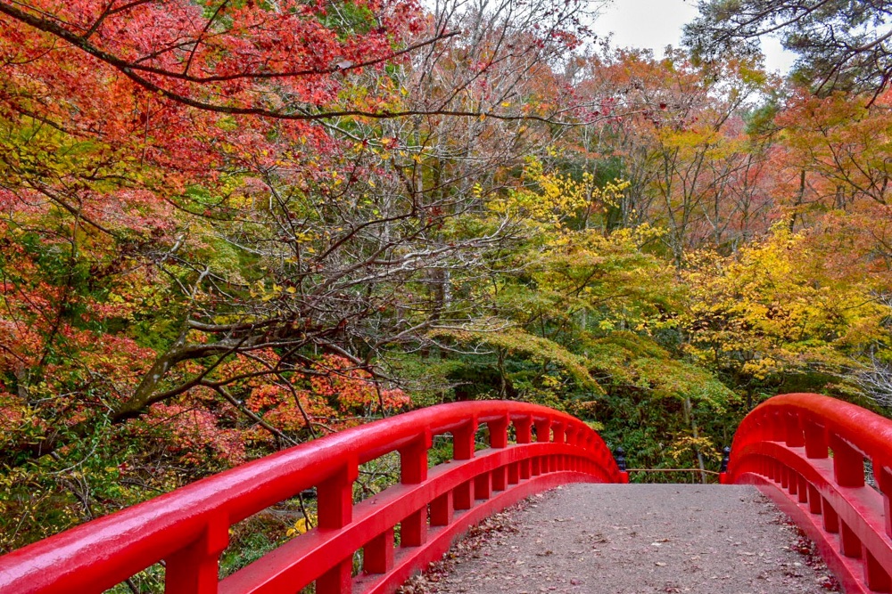 岩屋堂公園の紅葉と赤い橋