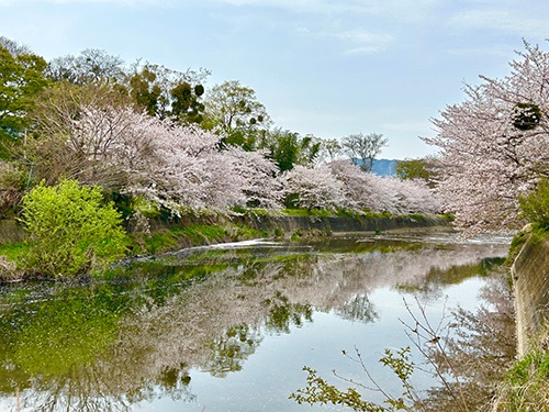 桜が咲く豊川市の川沿い